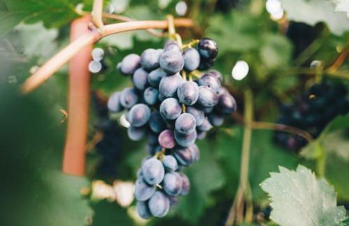 Case Vacanza Podere Risoino - Foto 22