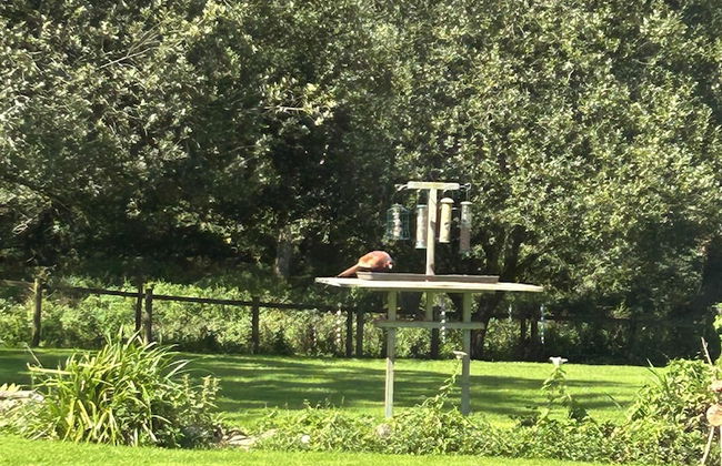 Charming 1-bed Cottage in Liskeard Cornwall - Foto 7