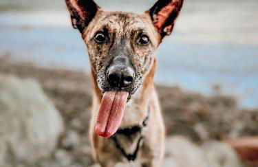 Ferienwohnung Sommerwind - Foto 20