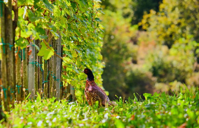 Holiday House Podhamer Marijan - Foto 42