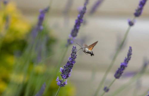 Logis de LANGE studio 2 p - Foto 40