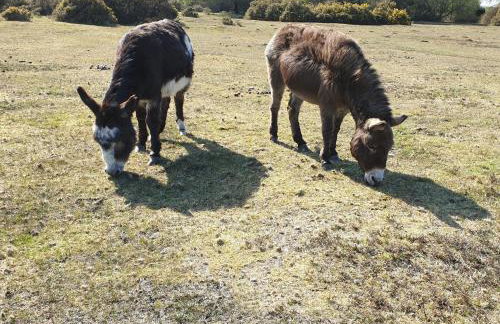 Sandy Toes - Foto 42