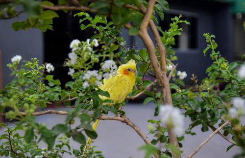 Paraiso valle verde - Foto 2