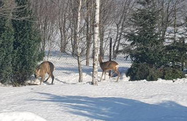 Dom Grabowa z sauną , podgrzewanym basenem i balią z hydromasażem - Foto 36
