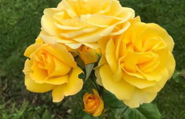 Top of the House - Photo 11