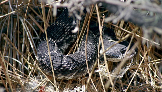 Le Refuge et Centre Educatif de Reptiles et d'Animaux Sauvages de La Paz - Photo 4
