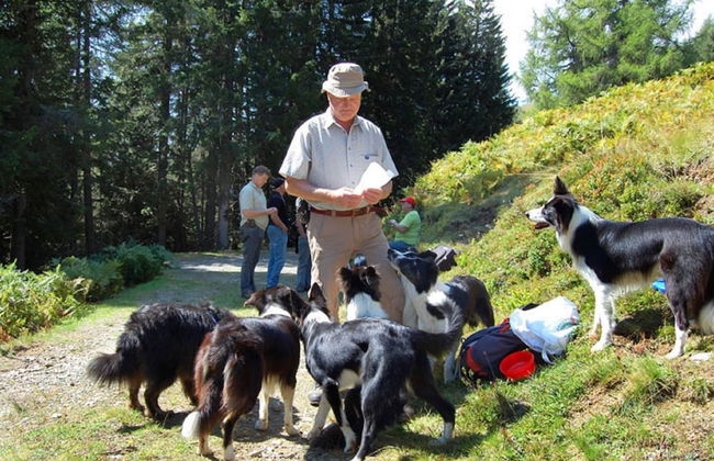 Small Pet-friendly Holiday Park With Nassfeld Card in High Season - Foto 9