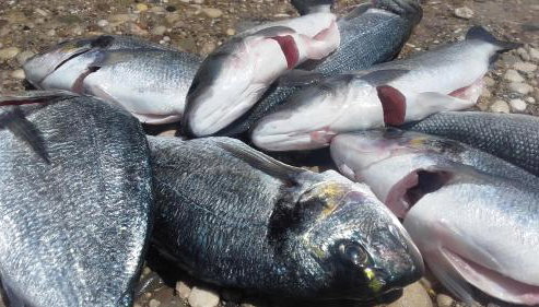 Apartment Dragovic - Photo 2