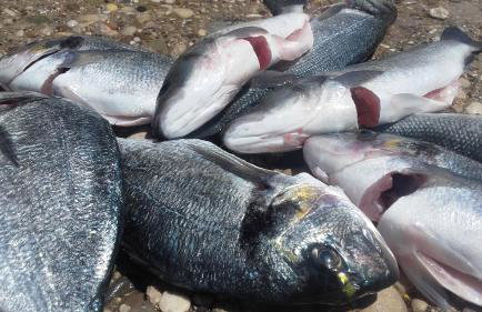 Apartment Dragovic - Photo 2