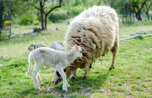 Olive Garden Apartments - Foto 46