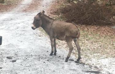 Serene Cabin between Fayetteville& Summerville WV - Foto 47