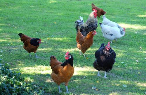 Ferienhaus Krüger - Foto 29