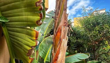 Indalia Natura, apartamento nudista en Vera playa - Foto 2, Garden