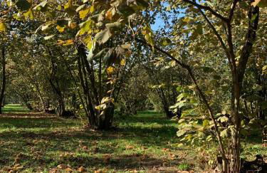 Splendida villa con piscina - Foto 39