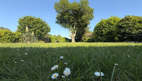 Petite Girolle - Foto 3