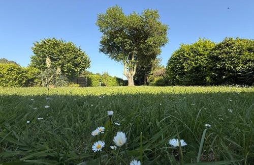 Petite Girolle - Foto 3