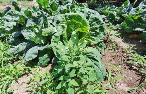 Quinta da Portela - Foto 31