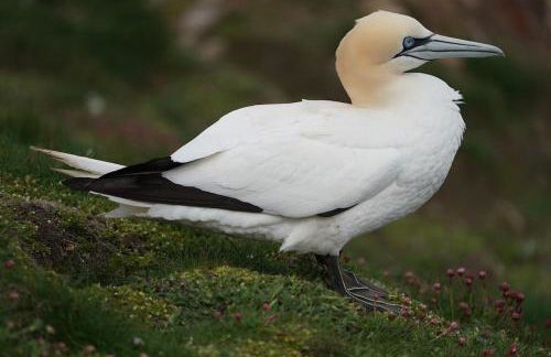 Historical North Cottage in Old Deer - Photo 44