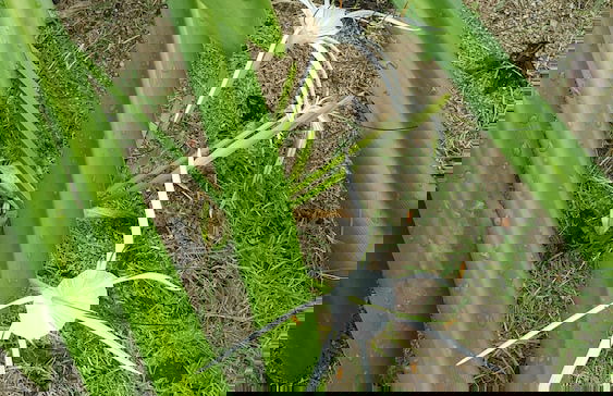 Atlantis Pool Villa Ipoh - Foto 57