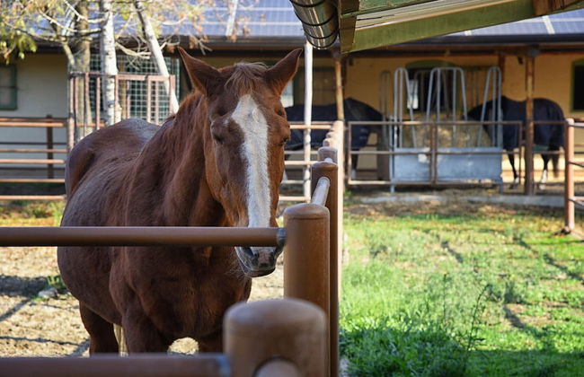 Agriturismo Corte Benetti - Foto 58
