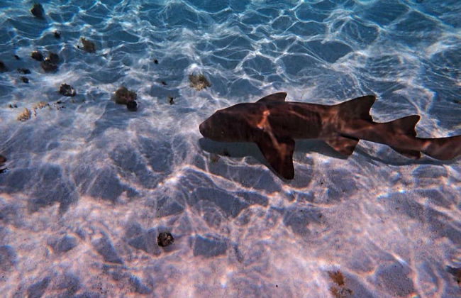 Excursion à Punta Arrecife - Photo 6