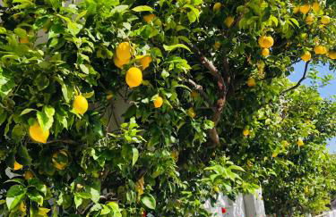 Lemon tree's house - Foto 36