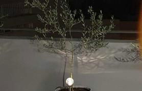 My Home in Greece - Photo 63