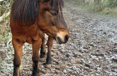 Bluebell Annexe - Foto 18