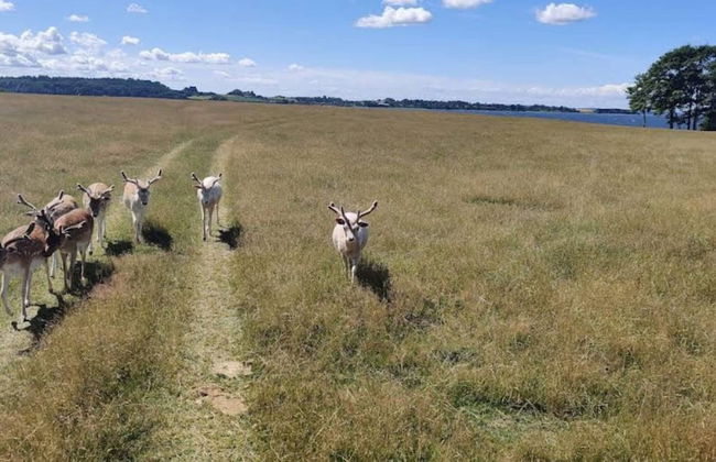 4 Person Holiday Home in Holbaek - Photo 10