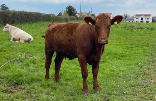 Moonshill Lodge in Somerset - Foto 8