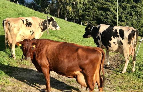 Pitznerhof - Foto 56