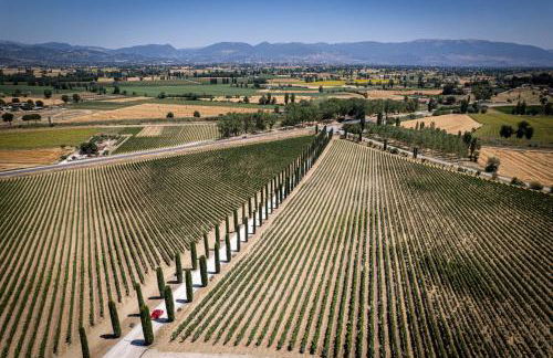 Fattoria Colsanto - Foto 12