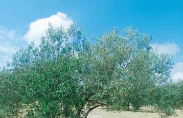 Green paradise - Photo 29