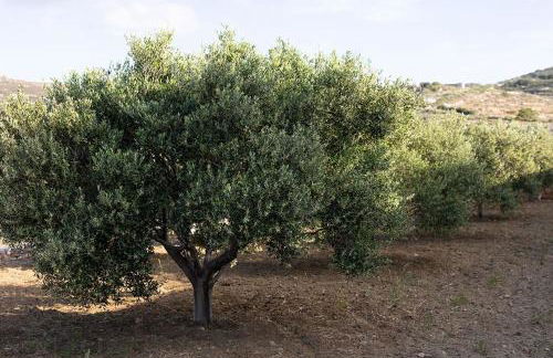Akrotiri Estate Naxos - Private Hillside Estate - Foto 81