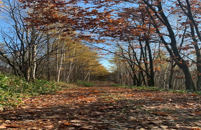 MAPLE FARM - Foto 35