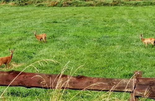 Polne Zacisze - Foto 21