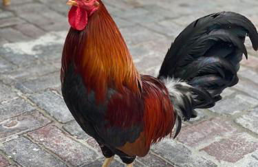 Eleuthera - 2x2 Fully Updated Old Town Waterfront Corner Condo - Photo 33