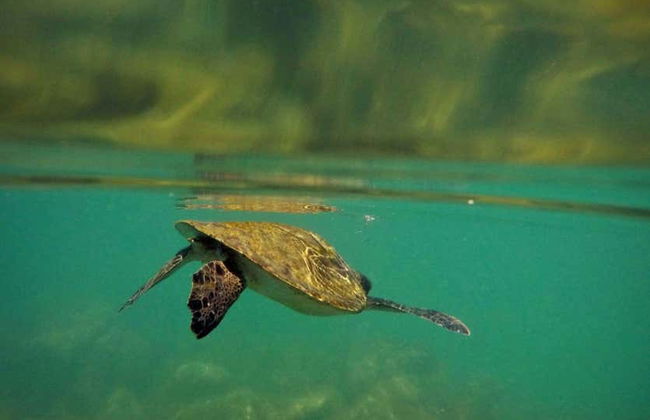Snorkeling alla spiaggia di Sepultura - Foto 8