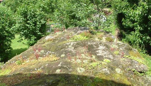 Haus Eschenberg - Foto 5, Garden