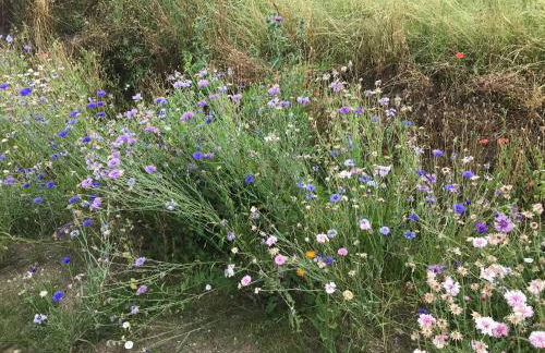 Ferienwohnung Pappelwiese - Foto 19