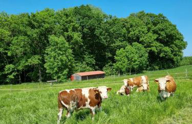 Eiselehof Ferienwohnungen in Alleinlage - Foto 51