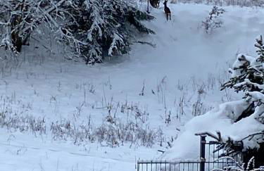 Bergchalet Löwenzahn - Foto 35