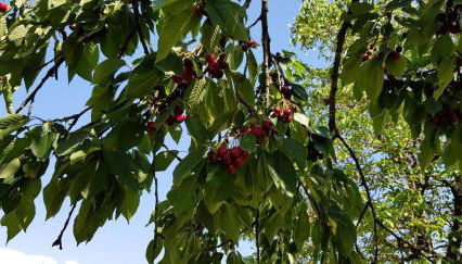 Gîte de France Chez baptiste 3 épis - Gîte de France 7 personnes MAE-0144 - Foto 3