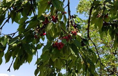 Gîte de France Chez baptiste 3 épis - Gîte de France 7 personnes MAE-0144 - Foto 3