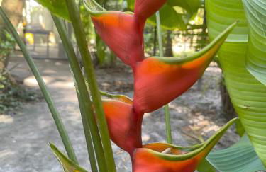 REFUGIO DO SAGRADO MORERE Tropical Lodge - A Casa do Vigía - Foto 59