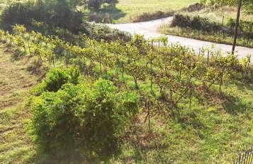 Pavlos House - Foto 31