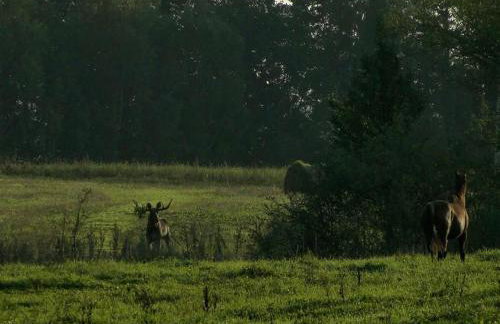 Stajnia Lisewo - Foto 29