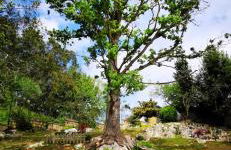 Cueva les Pedroses - Foto 27