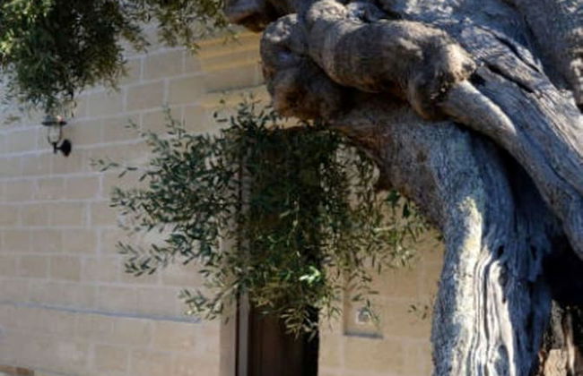 Agriturismo Masseria San Leonardo - Foto 27