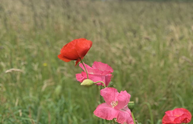 Hillcrest Barn - Foto 12